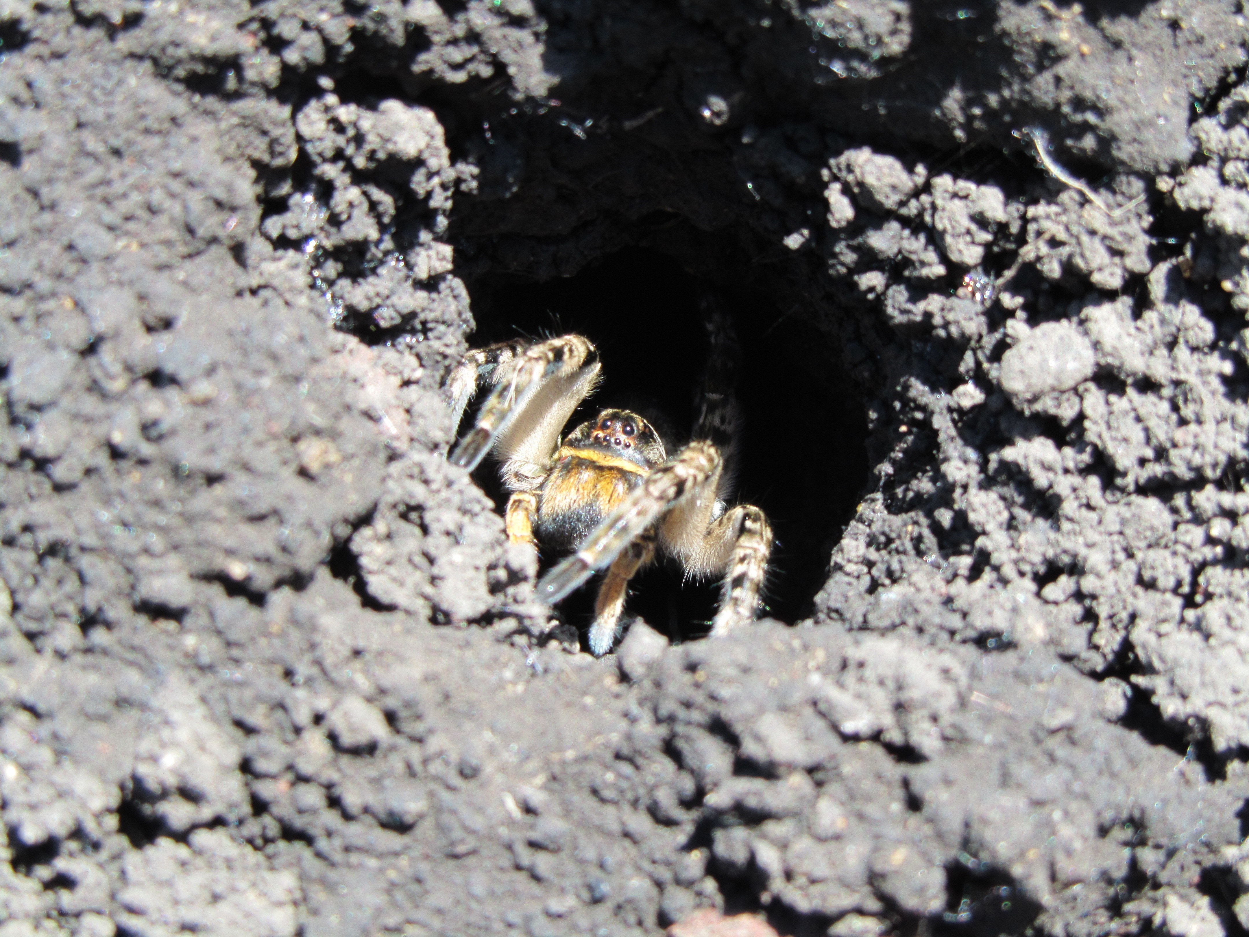 Jumping spider in its burrow