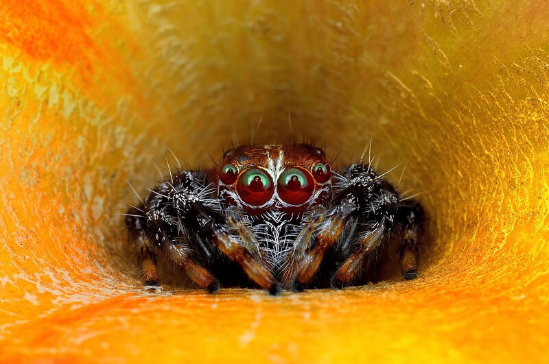 Jumping Spider in Tunnel