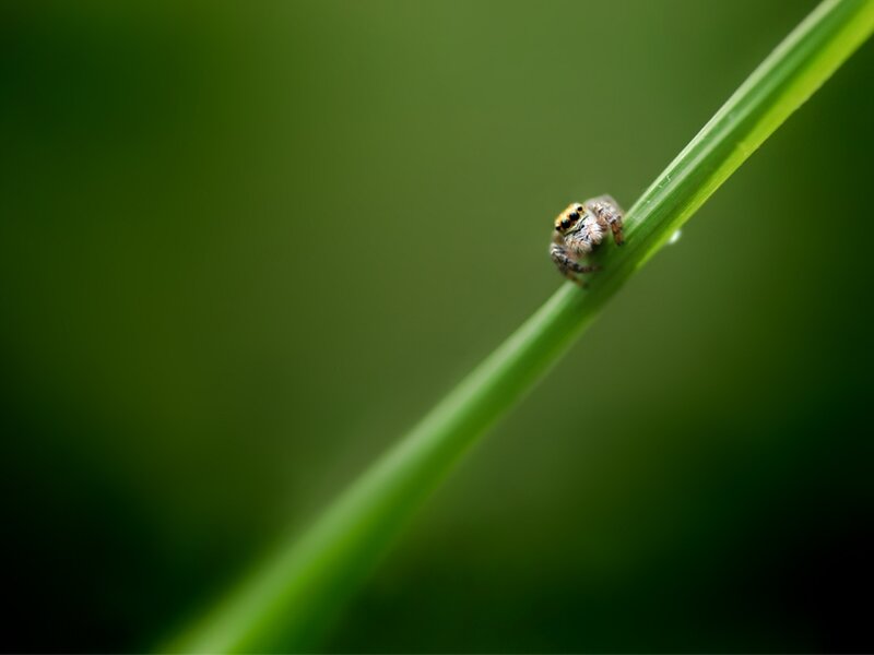 Jumping spider on a blade of grass