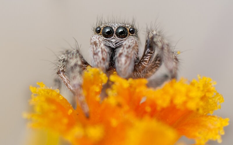 Jumping spider on a flower