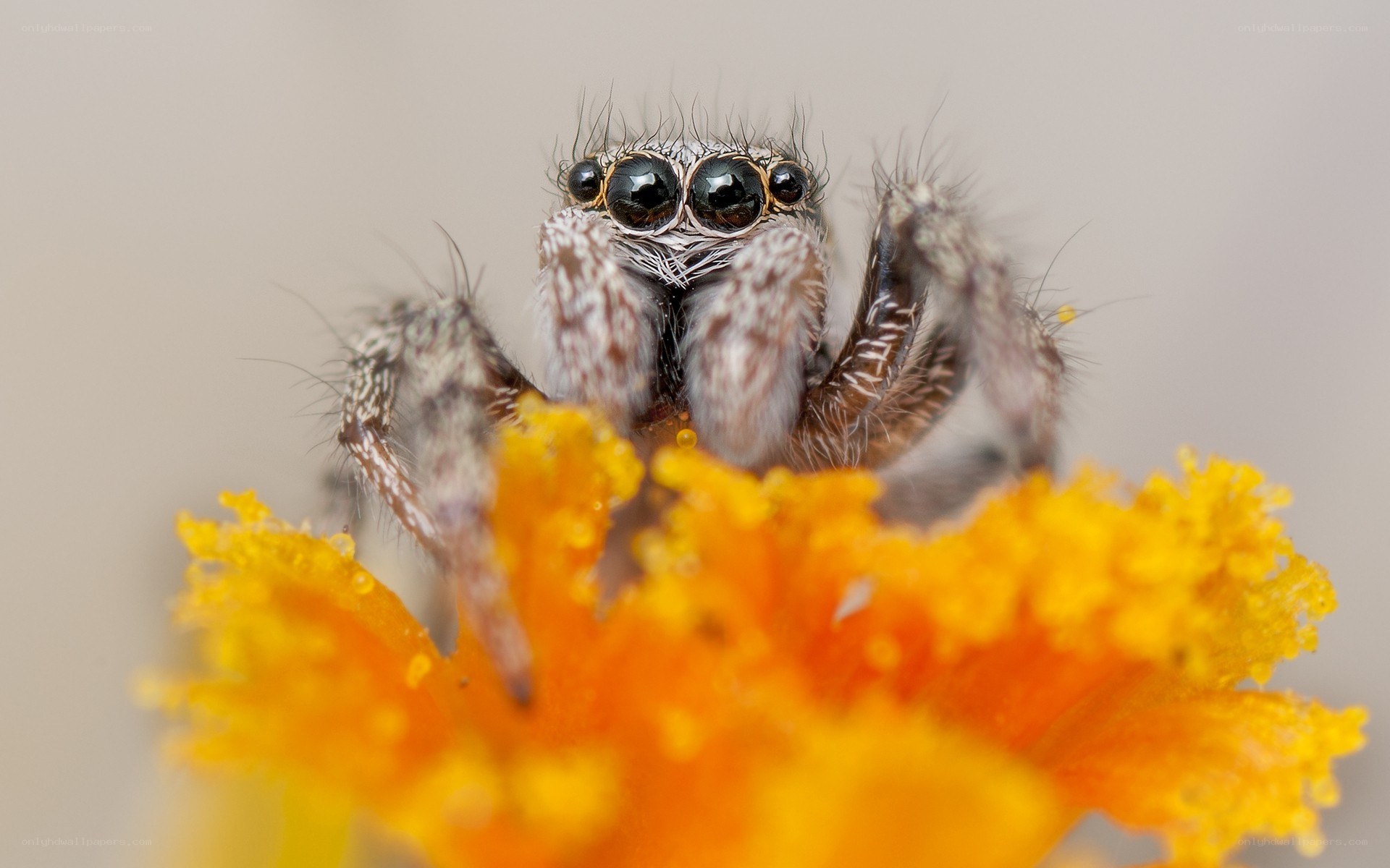 Jumping spider on a flower