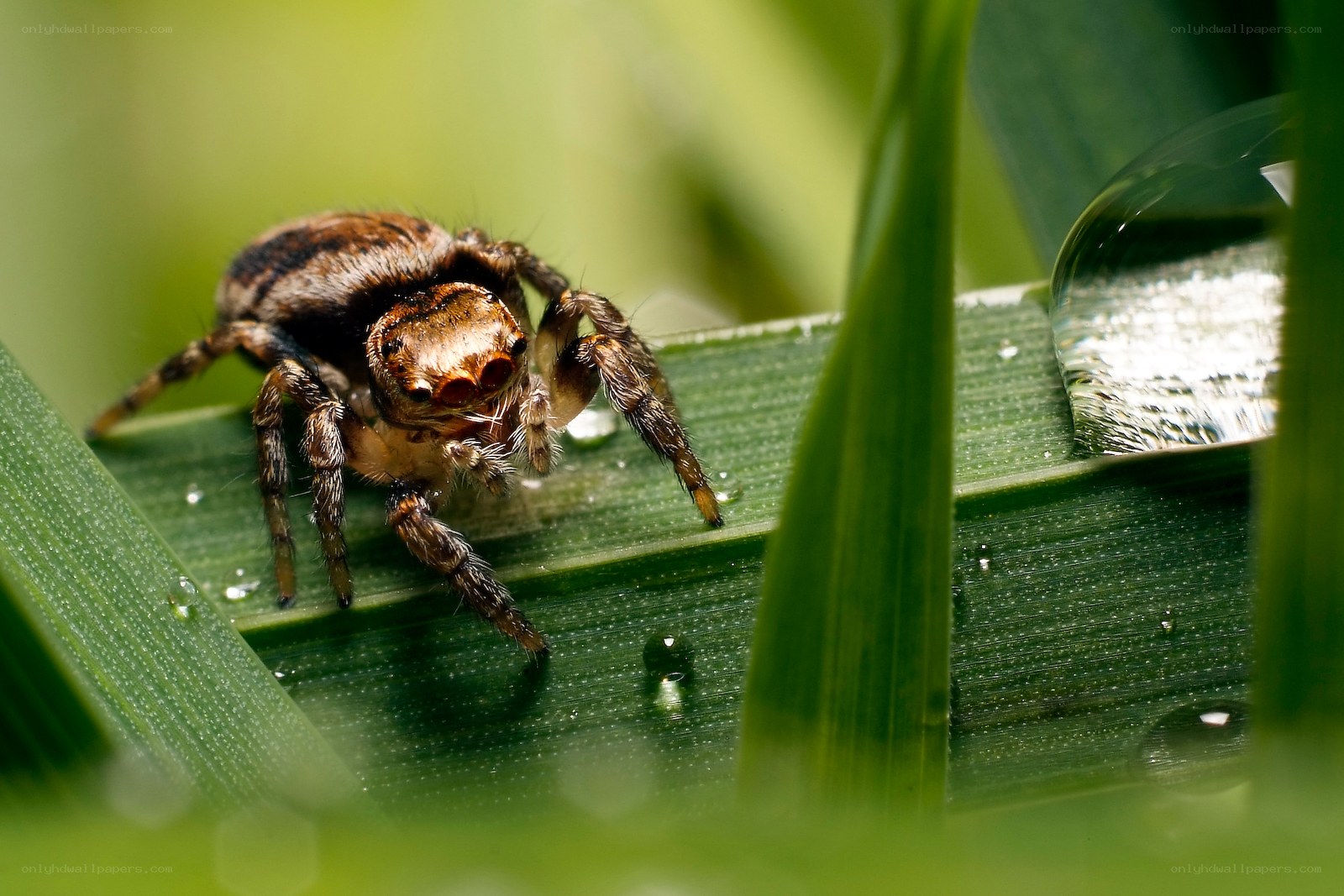 Jumping spider on a leaf