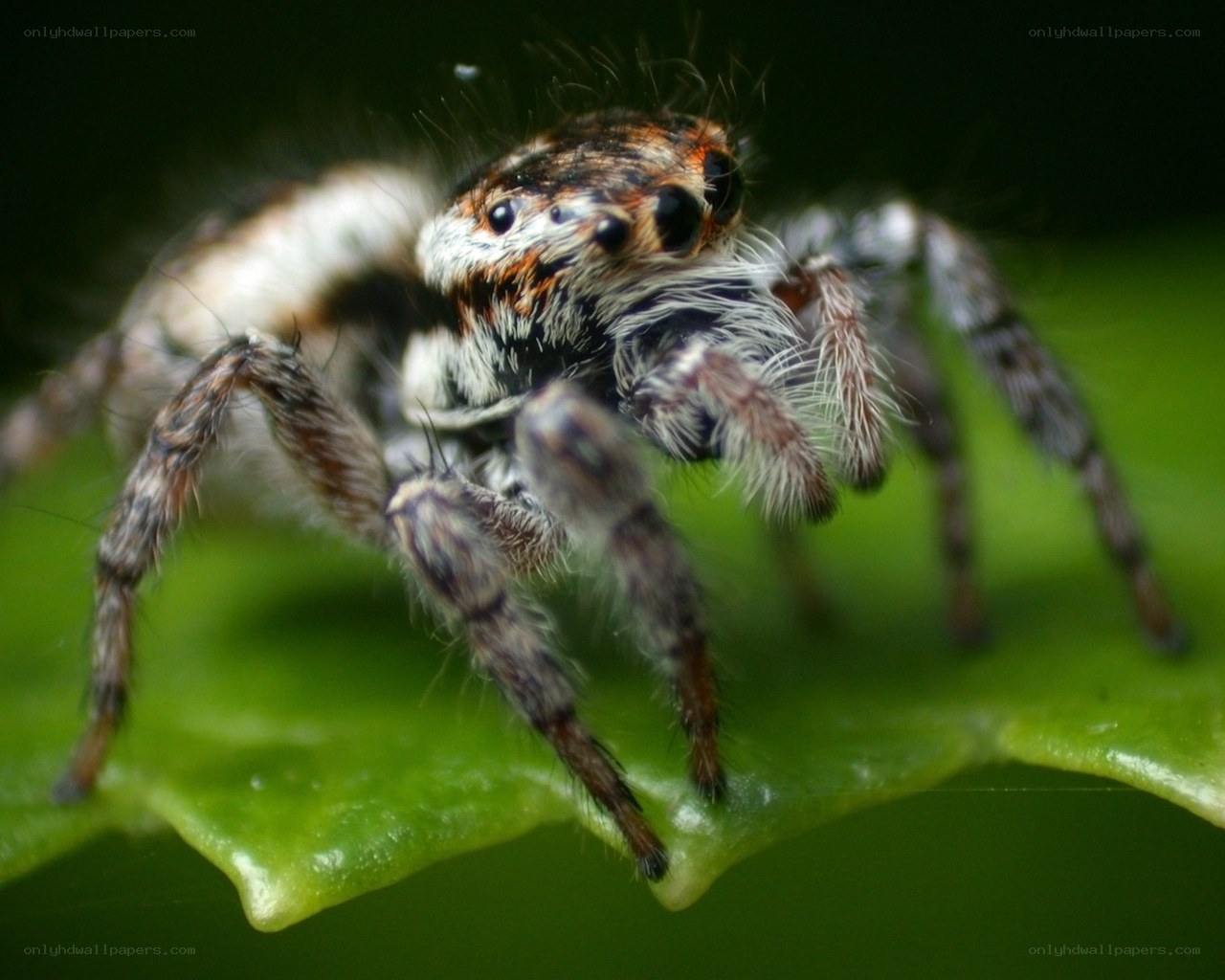 Jumping spider on a leaf
