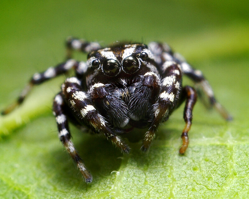 jumping spider on a leaf