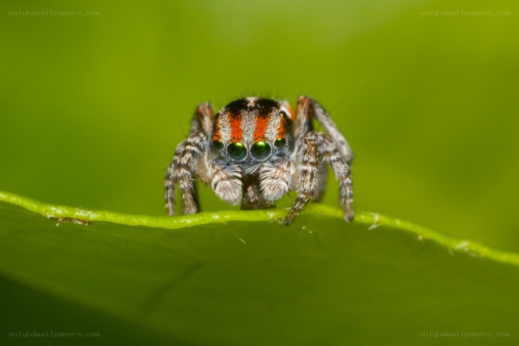 Jumping spider on a leaf