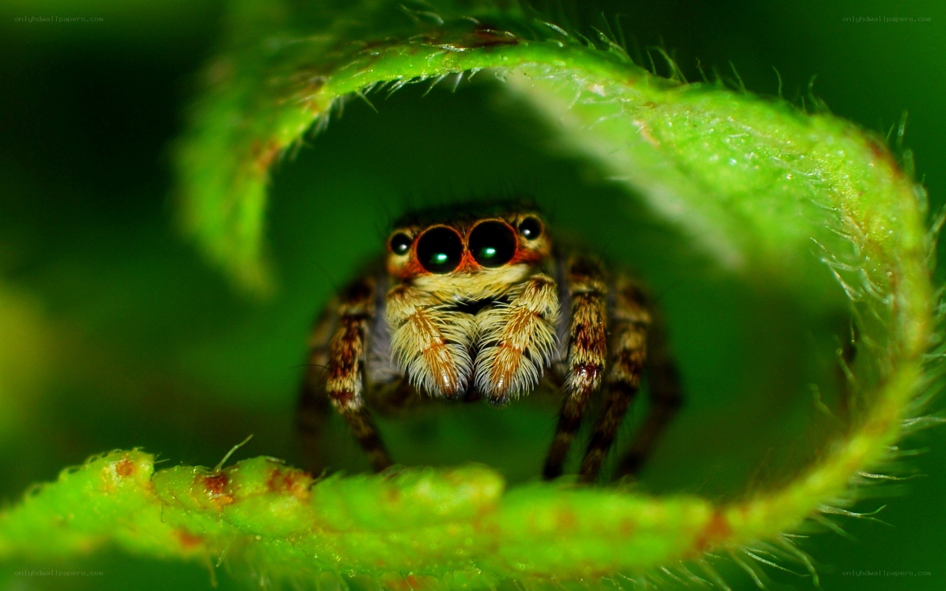 Jumping spider on a leaf