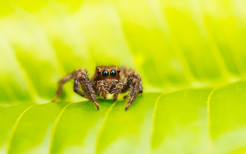 Jumping spider on a leaf