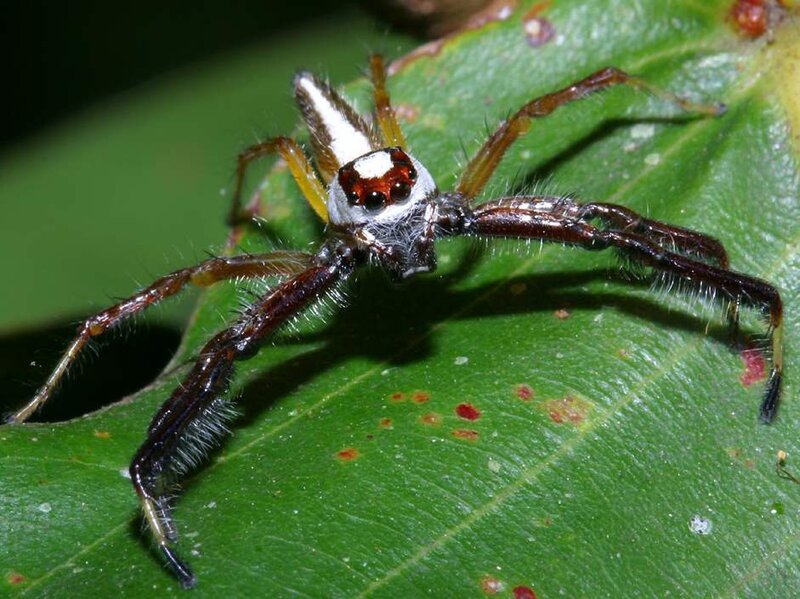 Jumping spider on a leaf