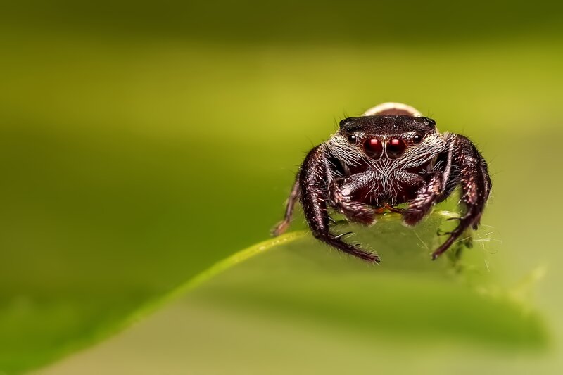 Jumping spider on a leaf