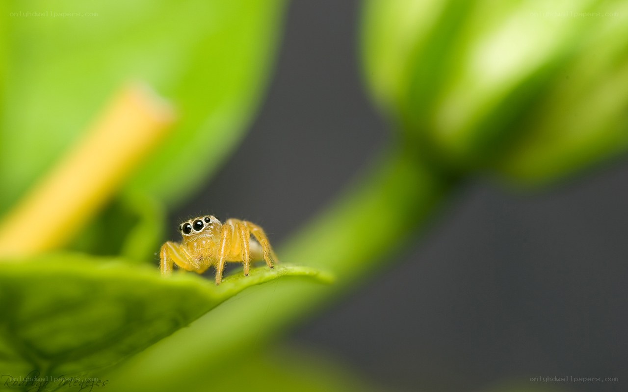 Jumping spider on a leaf