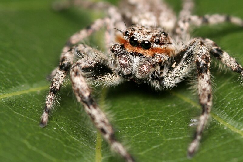 Jumping spider on a leaf