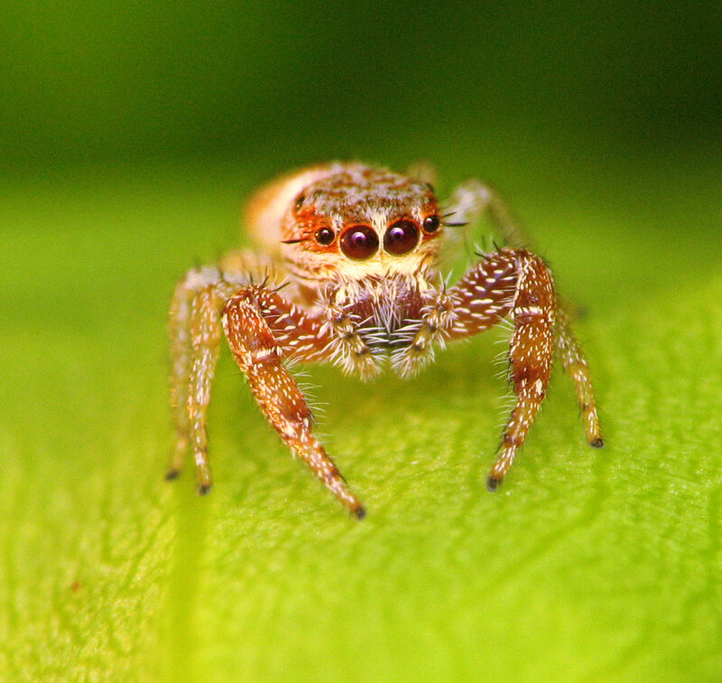 Jumping spider on a leaf