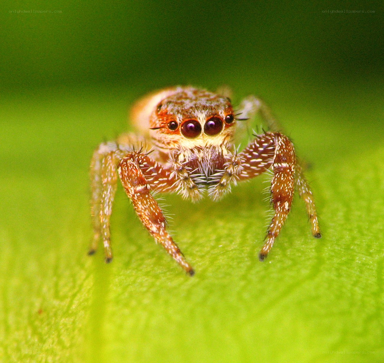 Jumping spider on a leaf