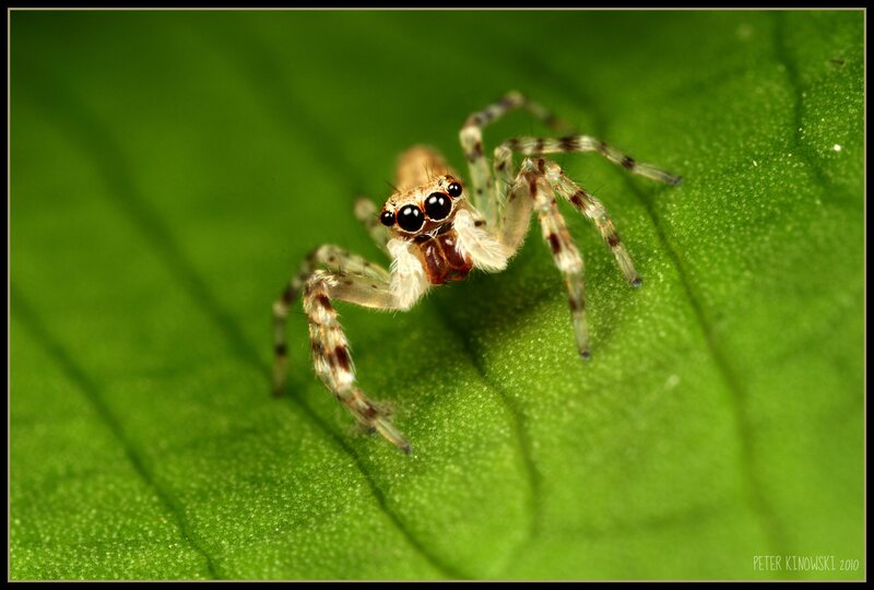Jumping spider on a leaf