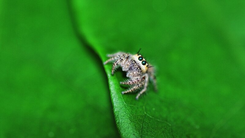 Jumping spider on a leaf