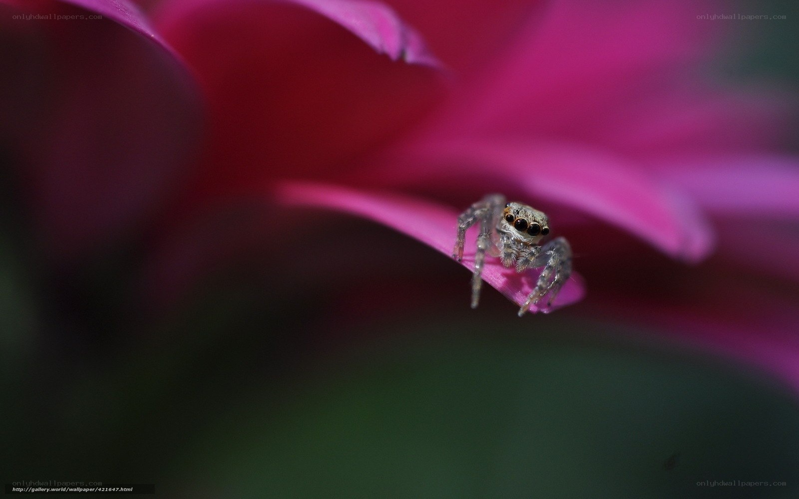 Jumping spider on a pink flower