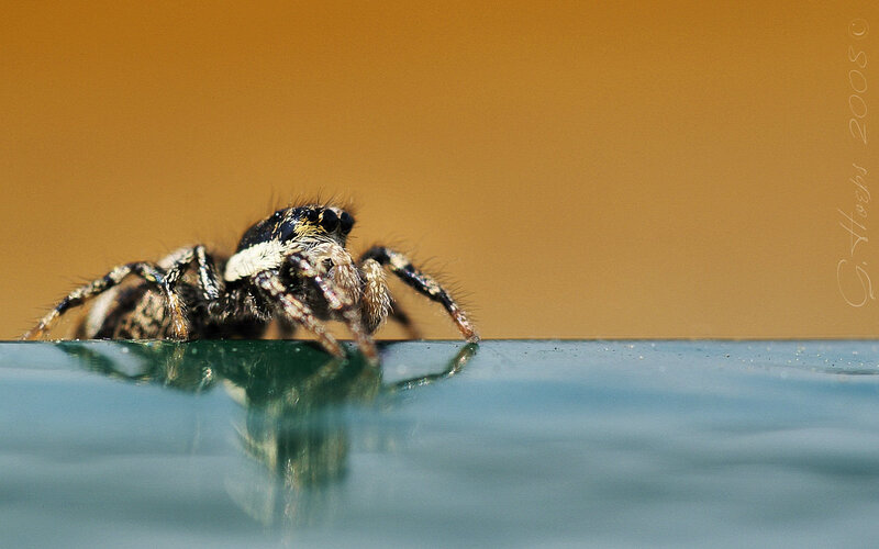 Jumping spider on a surface