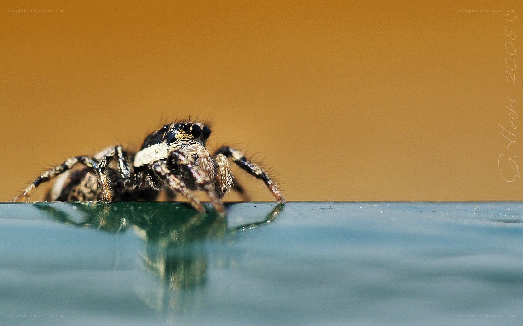 Jumping spider on a surface