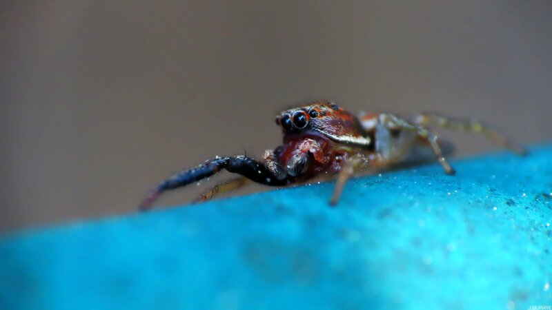jumping spider on blue surface