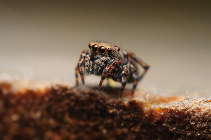 Jumping Spider on Branch — Brown