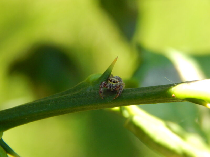 Jumping Spider on Branch