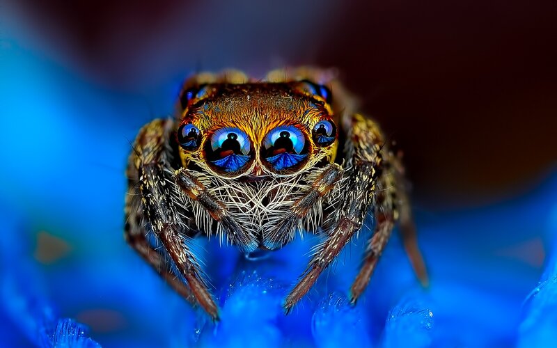 Jumping Spider on Flower — Blue