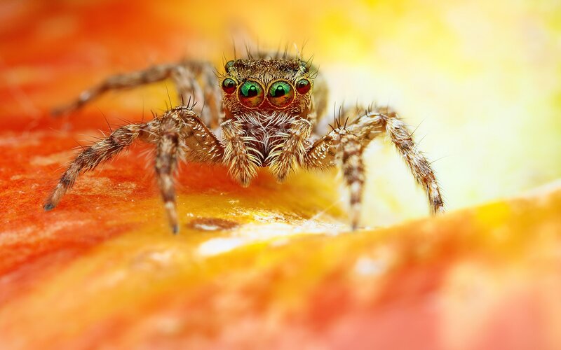Jumping Spider on Flower — Orange, Close-up