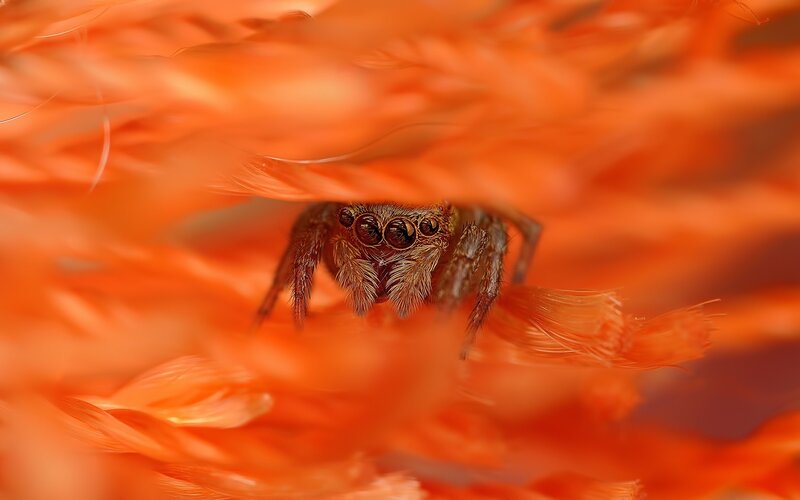 Jumping Spider on Flower — Orange