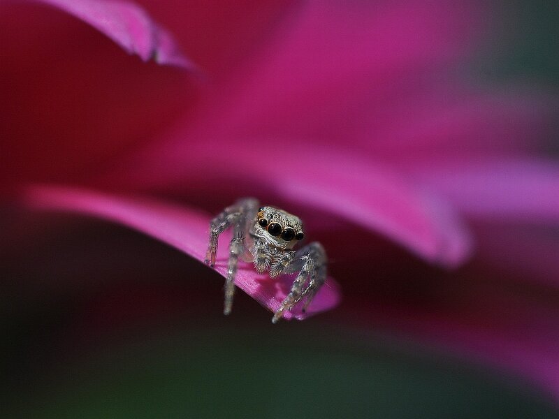 Jumping Spider on Flower — Pink
