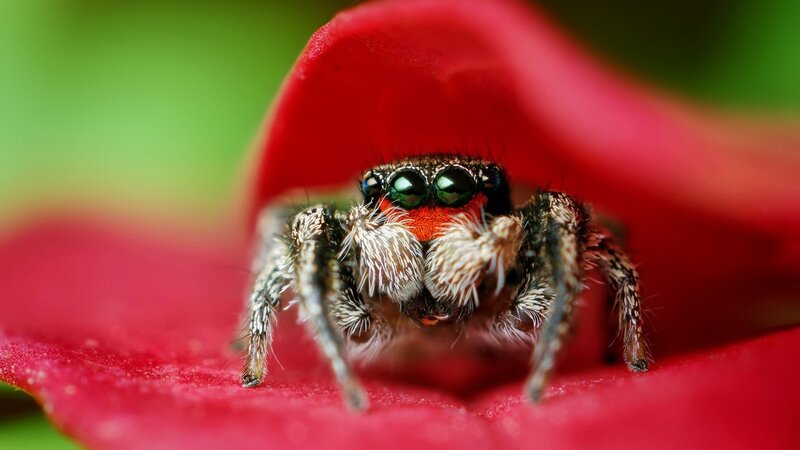 Jumping Spider on Flower — Red, Calm