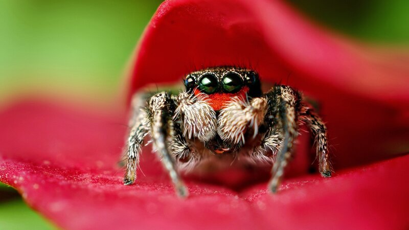 Jumping Spider on Flower — Red, Natural, Photograph, Petal, Green