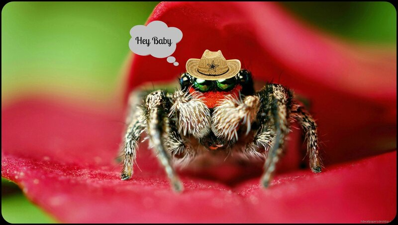 Jumping Spider on Flower — Red, Playful