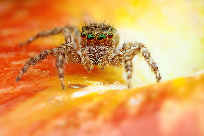 Jumping spider on flower