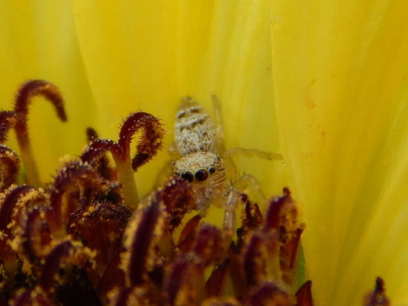 Jumping Spider on Flower — Yellow, Calm, Afternoon