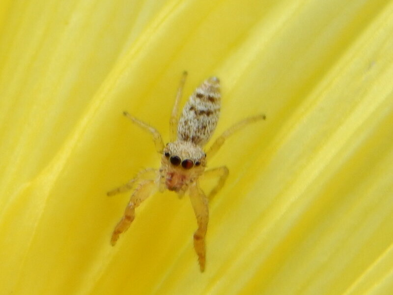 Jumping Spider on Flower — Yellow, Calm