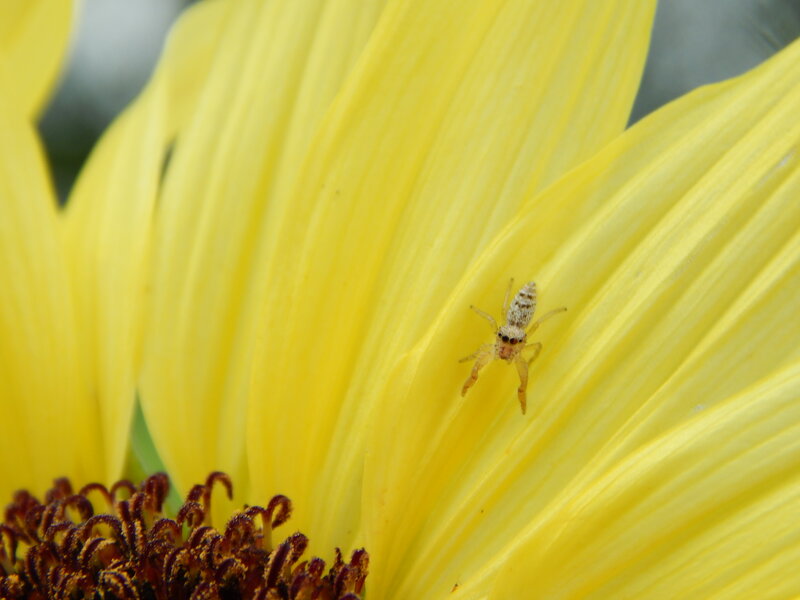 Jumping Spider on Flower — Yellow