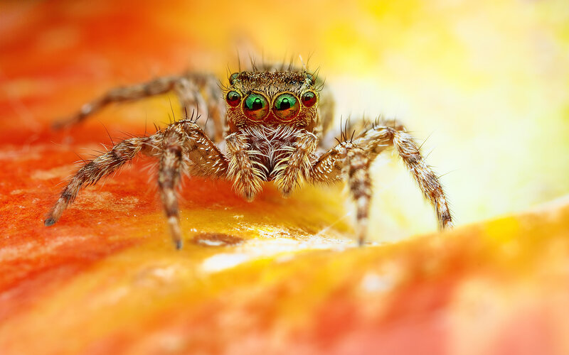Jumping Spider on Fruit