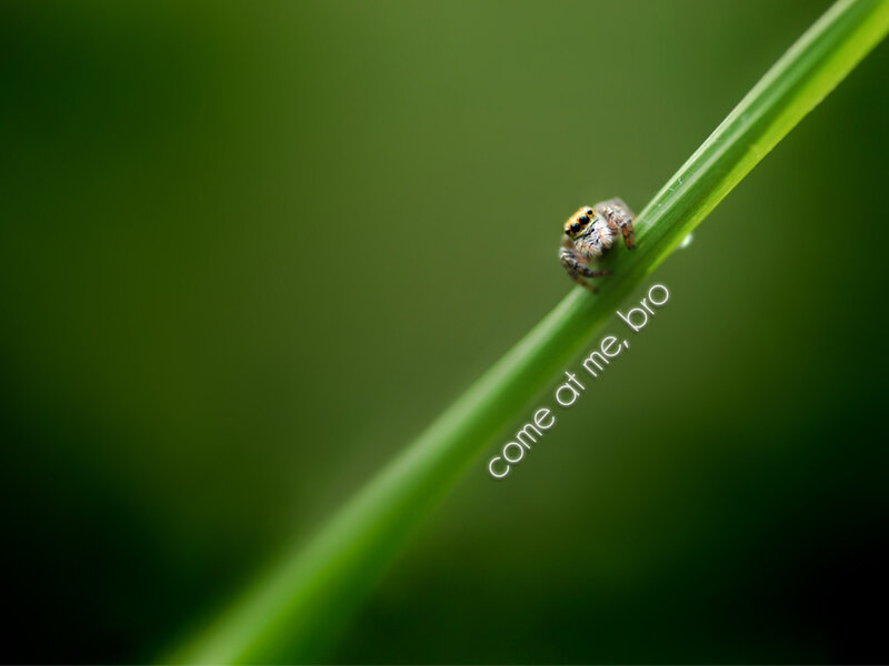 Jumping Spider on Grass