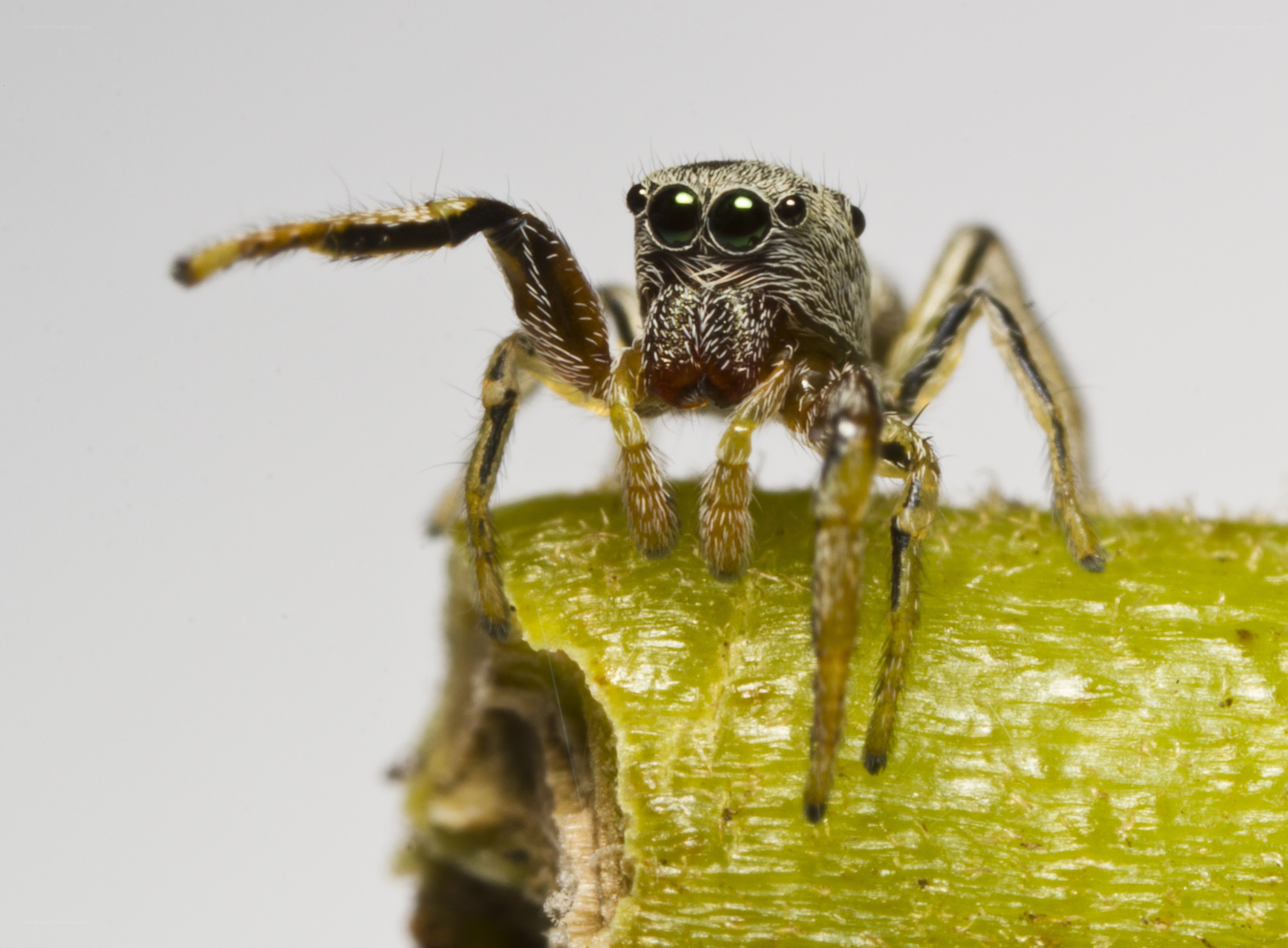 Jumping spider on green stem