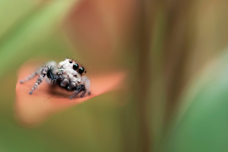 Jumping spider on leaf