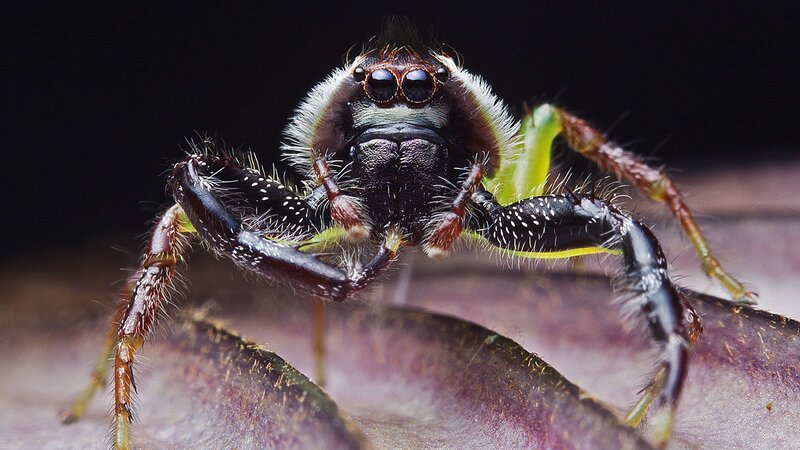 Jumping Spider on Leaf — Black