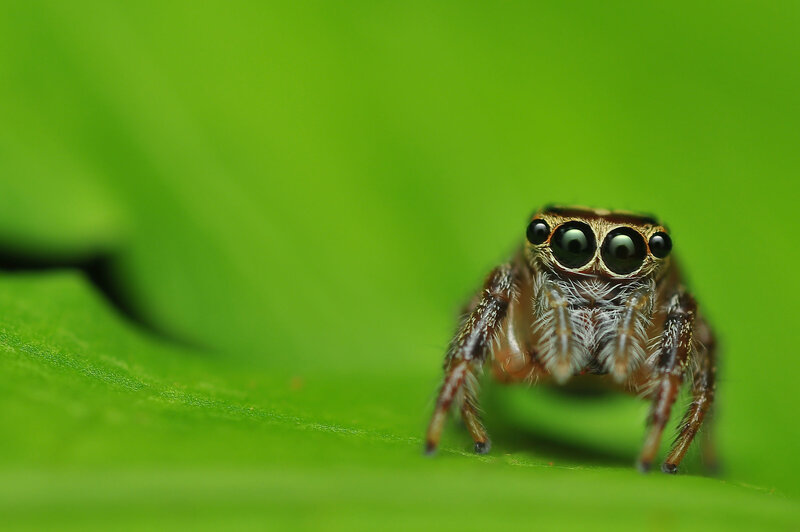 Jumping Spider on Leaf — Calm