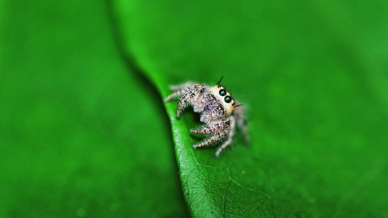 Jumping Spider on Leaf — Green, Brown
