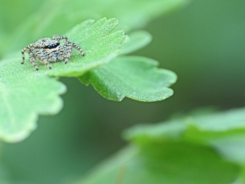 Jumping Spider on Leaf — Green, Calm, Morning