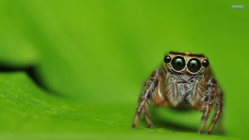 Jumping Spider on Leaf — Green, Calm, Photograph, Brown, Superb Wallpapers