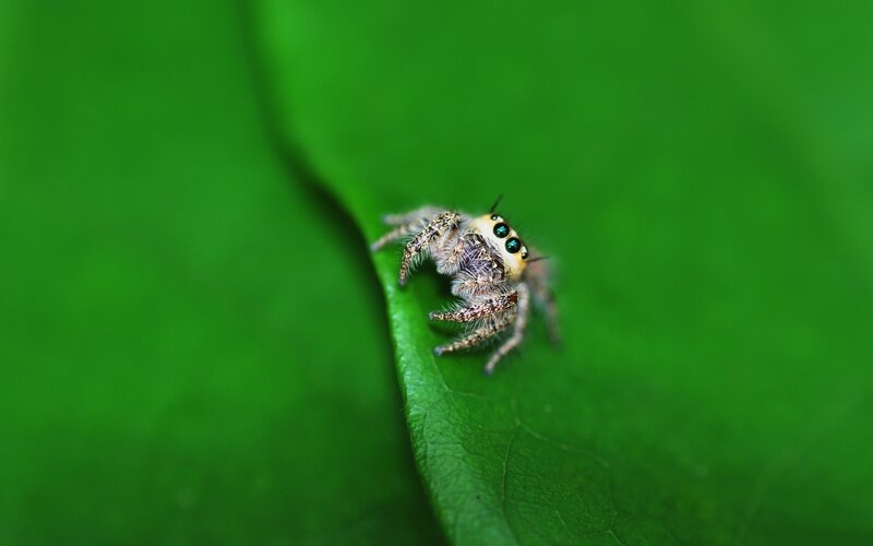 Jumping Spider on Leaf — Green, Calm, Photograph