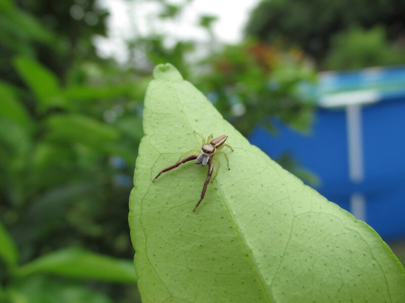 Jumping Spider on Leaf — Green, Calm