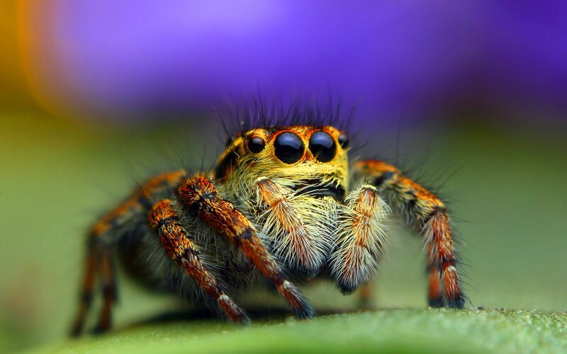 Jumping Spider on Leaf — Green, Close-up, Photograph
