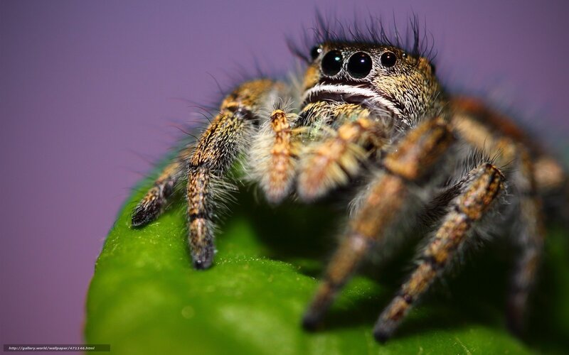 Jumping Spider on Leaf — Green, Close-up