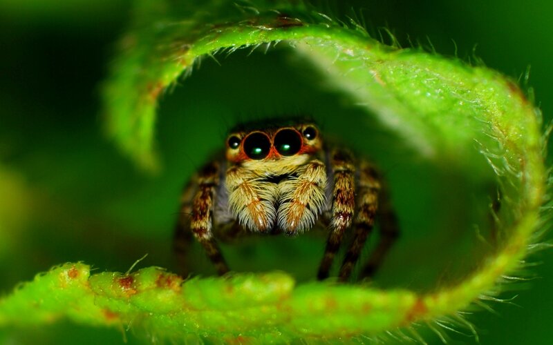 Jumping Spider on Leaf — Green, Curious